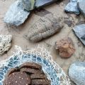 Biscotti fossili