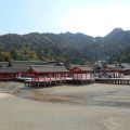 Miyajima, la selvatica