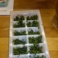 Cubetti di erbe aromatiche