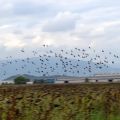 Pigeon lovers