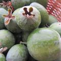 
Marmellata di Feijoa e Pinoli .