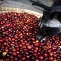 Kopi Luwak: il caffè più buono e strano del[...]