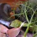 Ricetta tipica marchigiana: melanzane in[...]