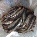 Alici marinate della signora Dina di Gubbio