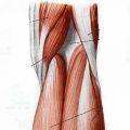CERVICALE E SHIATSU
