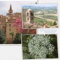 Le ciambelline all'anice verde di Castignano...[...]