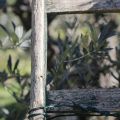 #wonkagoest to .... Olives harvesting season -[...]