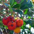 Marmellata di corbezzole