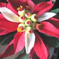 Buon Natale in pdz