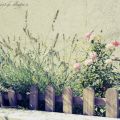 Innaffiare il giardino in vacanza. Il sistema[...]