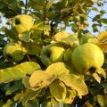 crostata alle mele cotogne