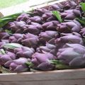 Carciofi violetti...stupendi e...un tripudio di[...]