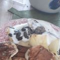 Pancake super light, proteico e buonissimo -[...]