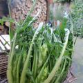Il maiale ....servitelo con le puntarelle!