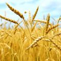 Cereali e glutine: facciamo un po di chiarezza