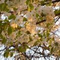 Omaggio alla Primavera