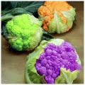 CAVOLFIORI & BROCCOLI & VERZA le piante[...]
