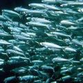 Pesce: consigli per l'uso