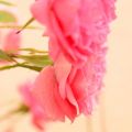 Pink Roses...