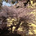 Hanami 2018 i meravigliosi sakura