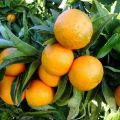 Le ultime clementine della stagione