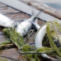 La pesca di lago a Montisola