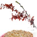 Primavera, Vento, una Pastiera/crostata ed un[...]