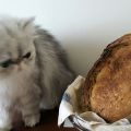 Pane con biga e farina 1
