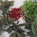 
Oli e Sali Aromatizzati . Regali Home-Made .