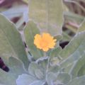 PESTO ALLA CALENDULA