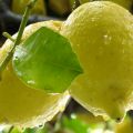 Dolce al Limone