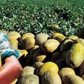 45.000 EURO PER IL PIU' DOLCE DEI MELONI