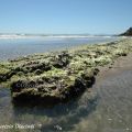 Le Cozze .Ricordi di un' estate, con dolcezza[...]