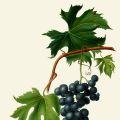 Noi che... Il vino! Il Brachetto D'Acqui