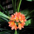 La crostata del marito e la sua Clivia