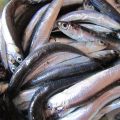 
Acciughe marinate alla Ligure.
