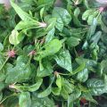 Pasta e spinaci alla panna
