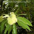 Tempo di castagne:castroni al finocchio[...]