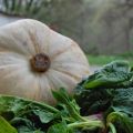 CREMA DI SPINACI, ZUCCA E SEMI DI GIRASOLE