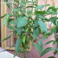 Red hot banana e jalapeno in pastella croccante