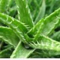 ALOE VERA: LE GRANDI PROPRIETA' CURATIVE