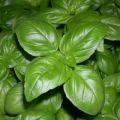 Le filosofie del Pesto