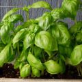 Profumo di basilico e aroma di fragola