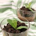 Vegan Mousse al Cioccolato con Crumble al Cacao[...]