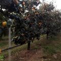 Alla scoperta della società agricola Divano[...]
