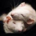 RICHIESTA DI AIUTO PER SALVARE ANIMALI DA[...]