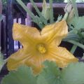 fiori da mangiare....