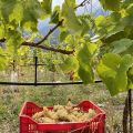Villa Cambiaso ed i Vini della Valpolcevera