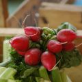 Finocchio al pomodoro