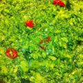 Pasta con broccoli neri (sponse) - Il Blog di[...]